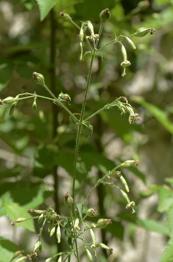 Silene nutans / Silene ciondola